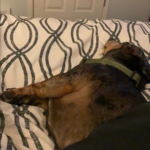 Meet your Posher, Lindsey